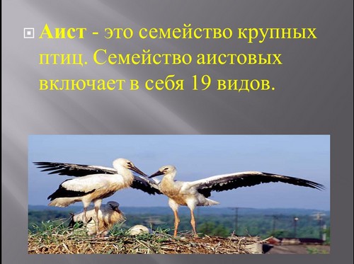 аист презентация детей