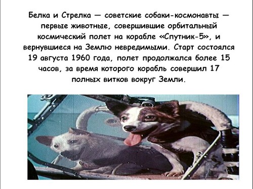 белка и стрелка в космосе презентация