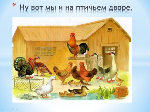 презентация домашние птицы и их детеныши
