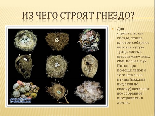 презентация на тему гнезда птиц