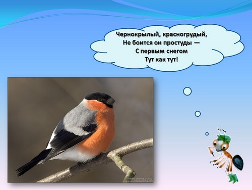 помощь птицам зимой презентация