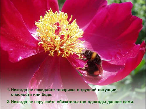 кодексы чести разных профессий презентация