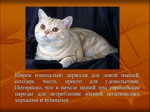 презентация на тему кошки и собаки скачать бесплатно