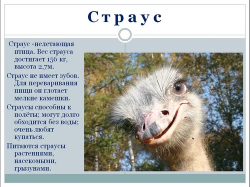 нелетающие птицы презентация