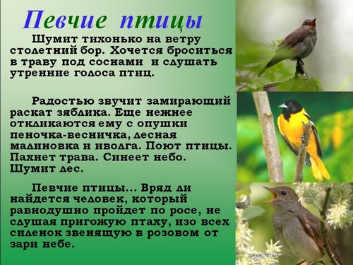 певчие птицы презентация