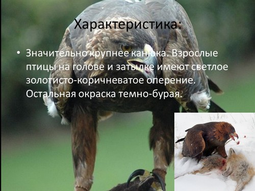 презентация птица беркут