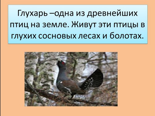 презентация глухарь птица