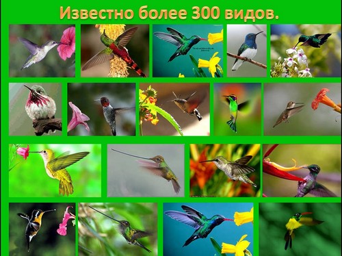 колибри презентация скачать бесплатно