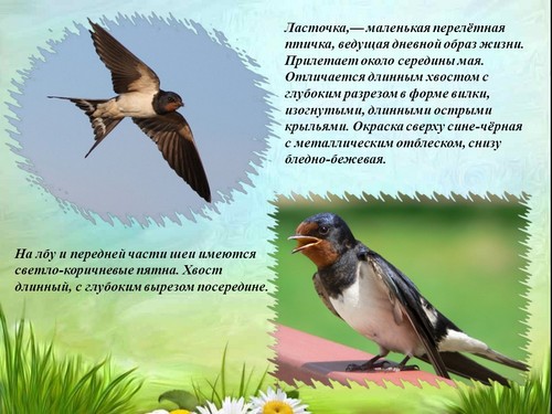 презентации картинки ласточка для начальной школы