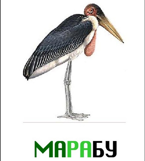 презентация птицы жарких стран