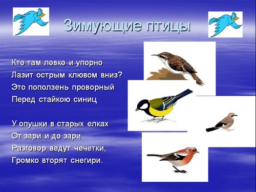 презентация птицы зимой 1 класс