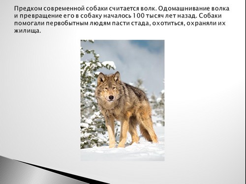 презентация на тему собака лучший друг человека