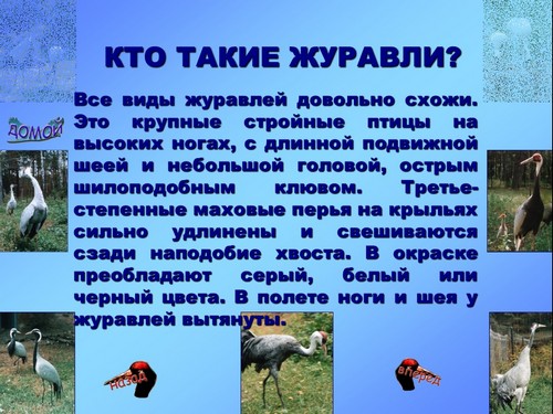 презентация наземные птицы журавль