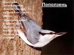 Классный час Кто такие птицы