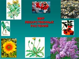 Классный час Охрана лекарственных растений