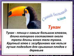 Классный час Удивительные факты из жизни птиц